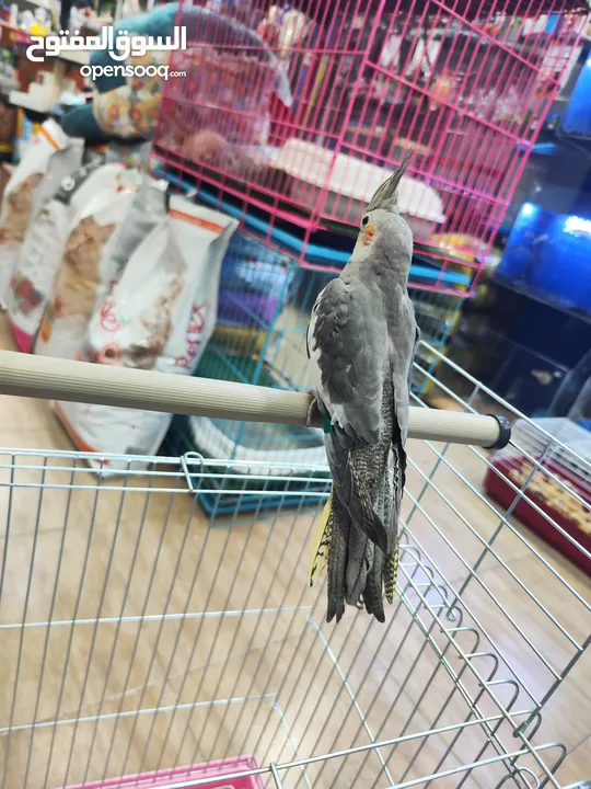 ببغاء كوكتيل اليف ، مع قفص و ستناد شاهد الوصف احلى هدية ، بالعيد لا تعايد خد طير لخطيبتك