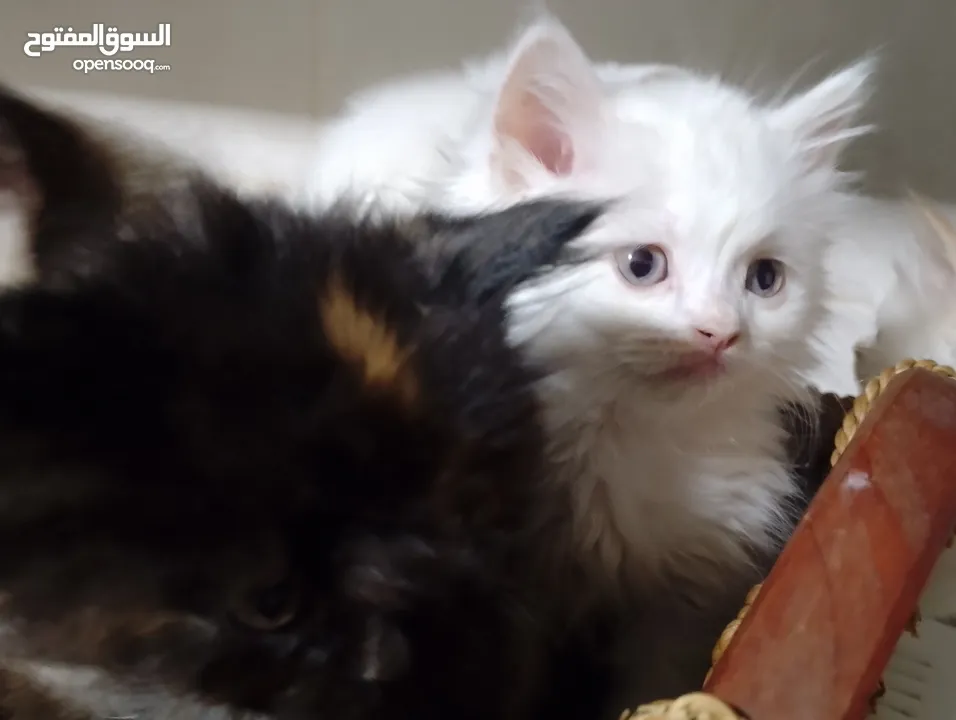 قطط للبيع السعار مشكله