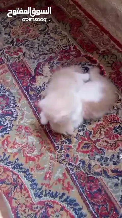 قطط للبيع همالايا ما شاء الله العمر شهر ونص