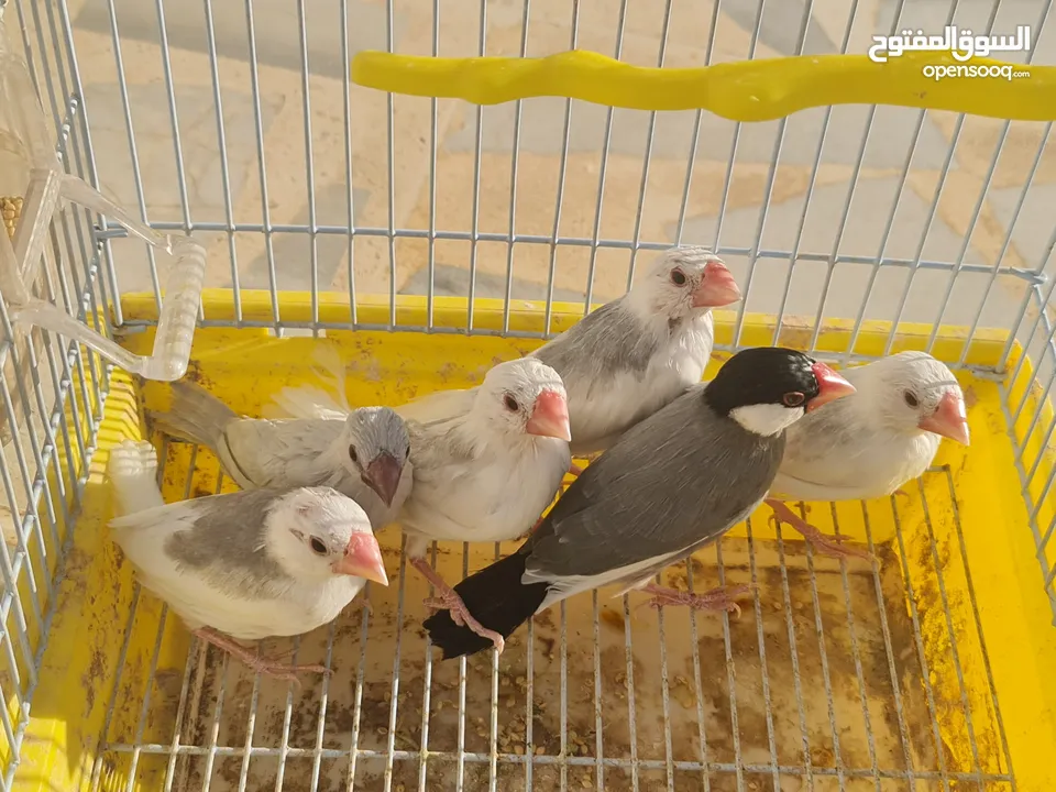 متاح جوزين جاوا مخاليف بايد لون ابيض والمنيوم وجوز لون اسود