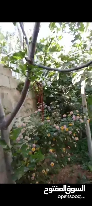 بيت ومنازل للبيع