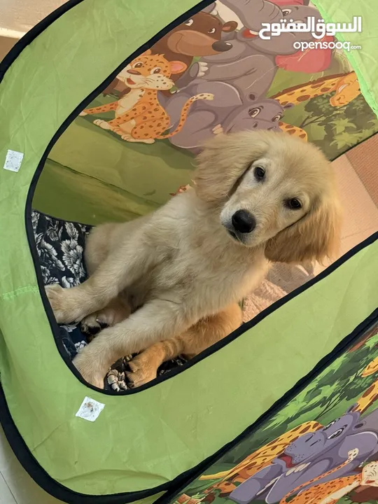 Golden Retriever 990 dirhams