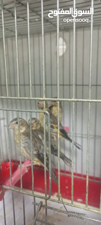 فراخ بناديق حسون مسمعات عمر خمس اشهر