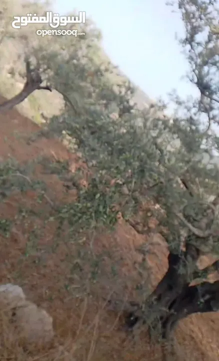 قطعة لرض للبيع