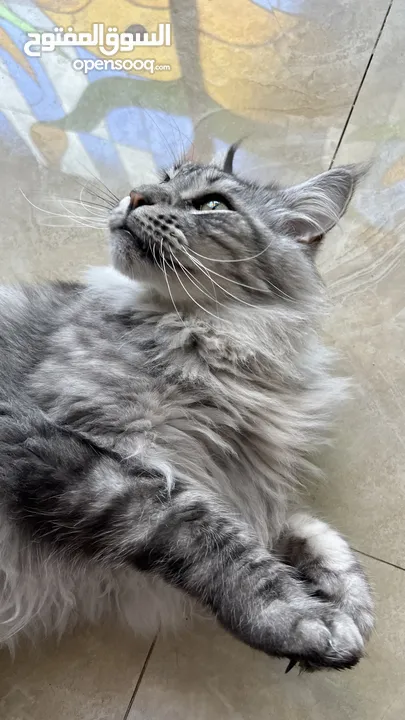 Main coon -male- Silver