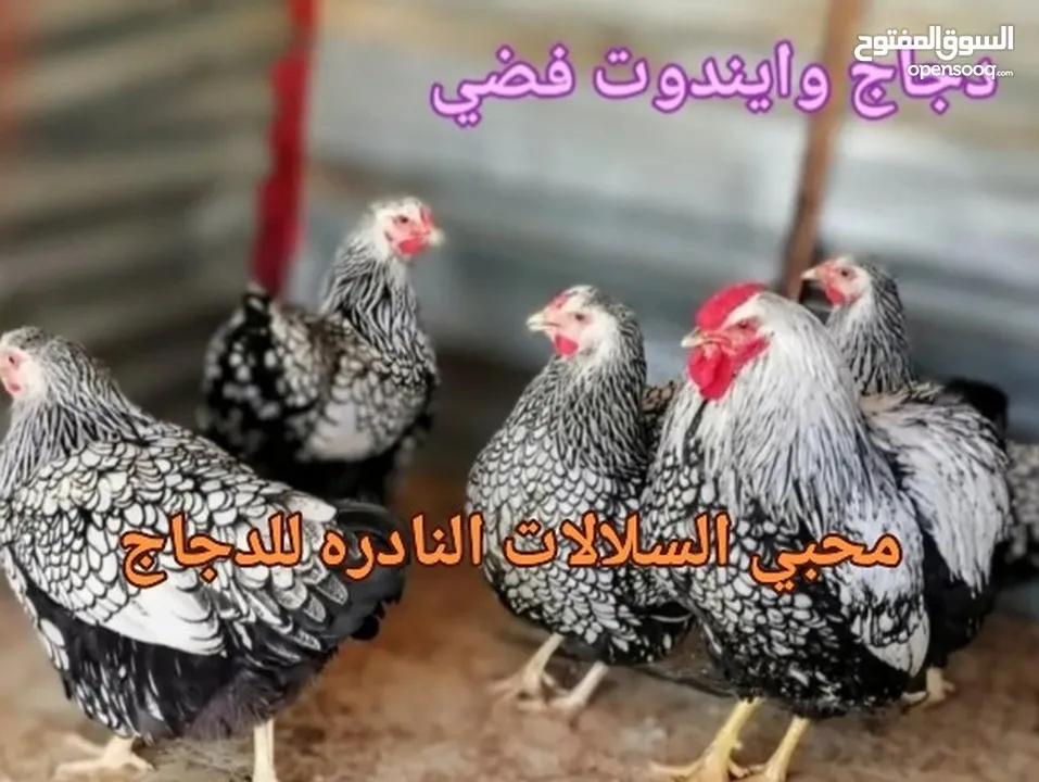 بيض مخصب و صيصان لسلالات دجاج نادره على مستوى العالم