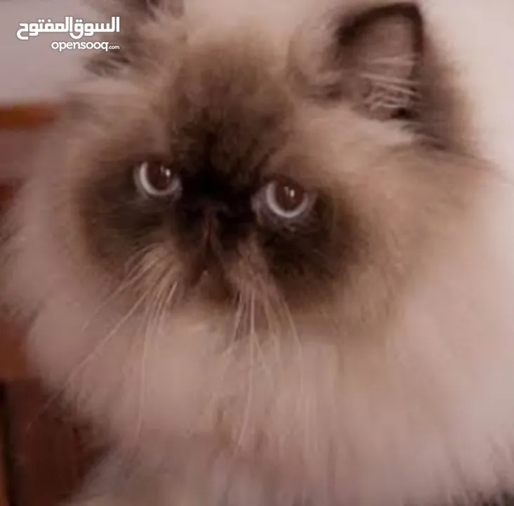 بسه هيمالايا للبيع انثى معها كل اغراضها