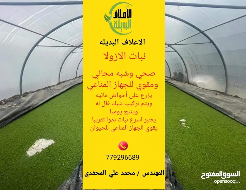 علف الازولا يزرع مره وينتج يوميا مدى الحياه للدجاج والمواشي وجميع الحويانات