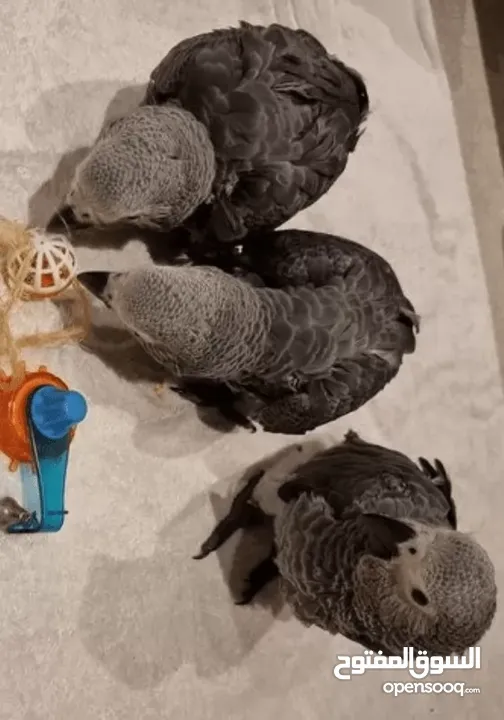 TALKING BABY AFRICAN GREY PARROTS