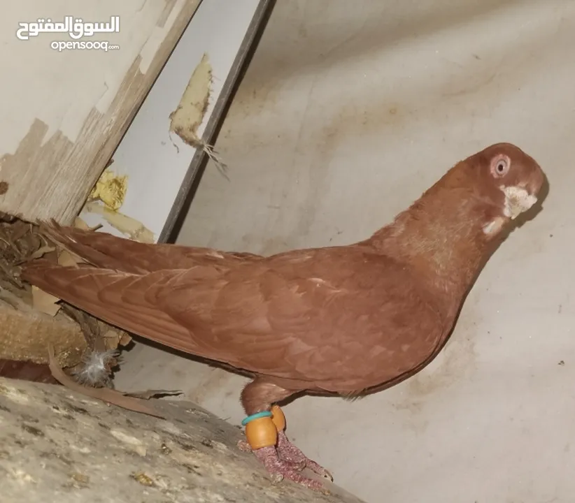 حمام جواز بصلات على نبي الحبه ب دينارين واغلبو تحتيو فراخ وبيض