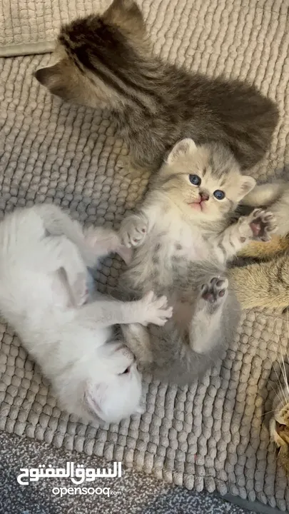 Kittens (Adorable)