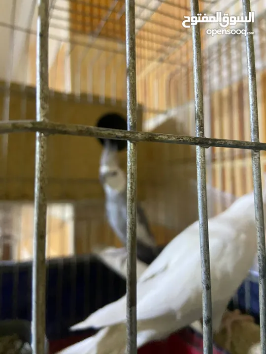 انثى كوكتيل البينو عين حمرا اليف ولعوب وهادي وشغاله جوز روز شغلات واليفات امنتيجات عندي وذكر روزاليف