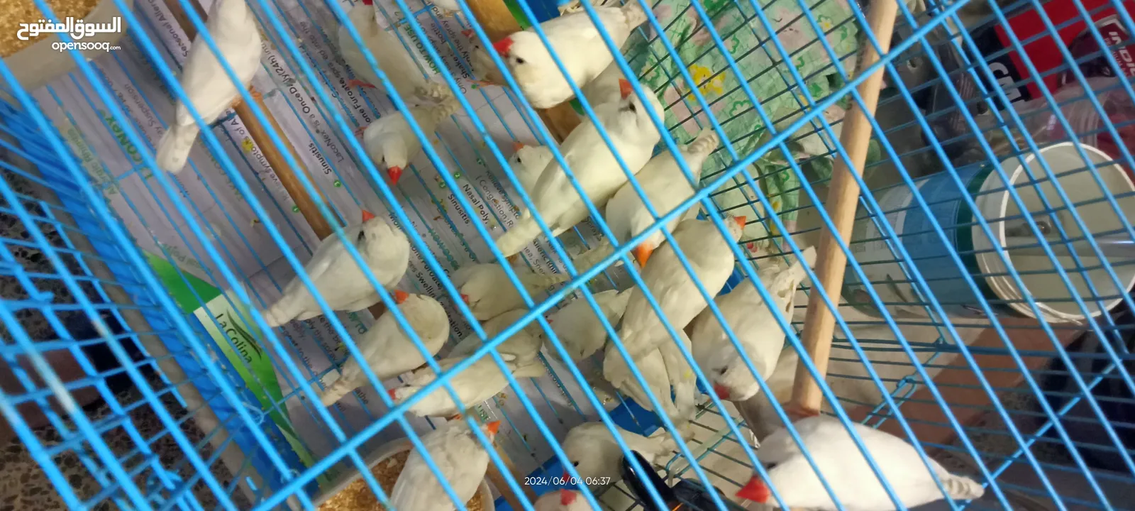 طيور فناجس خشنات بيض محمية كاملة