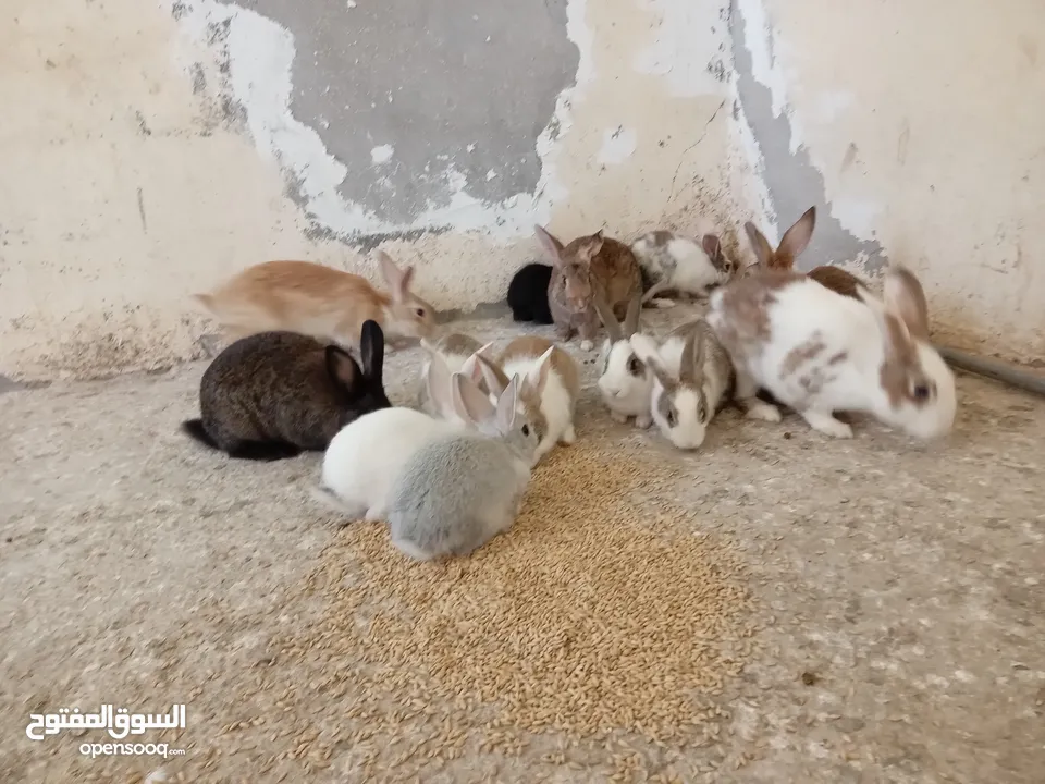 أرانب ذكور  للبيع في عمان جاوا  5 دنانير الواحد عدد 7