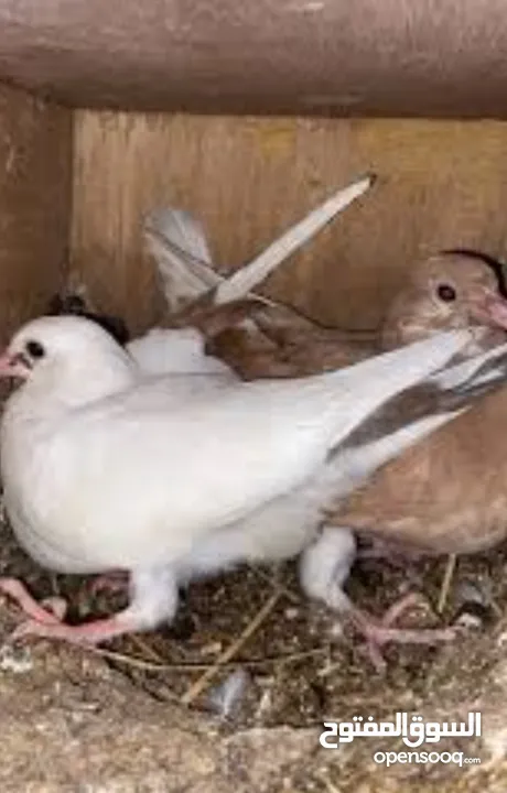 زغاليل لبيع حجم كبير طازج صحه ونظافه  فيه امكانيه الذبح والتنظيف والتوصيل