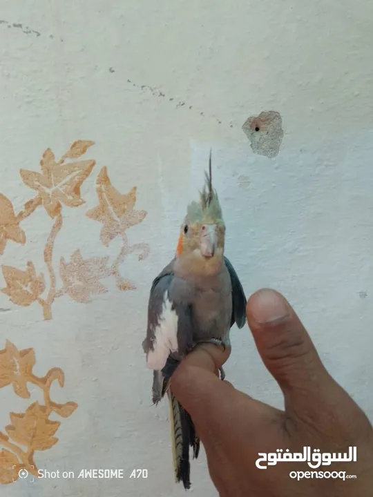 متاح جوز حب وحبه كوكتيل للبيع اقرا التفاصيل جيدا