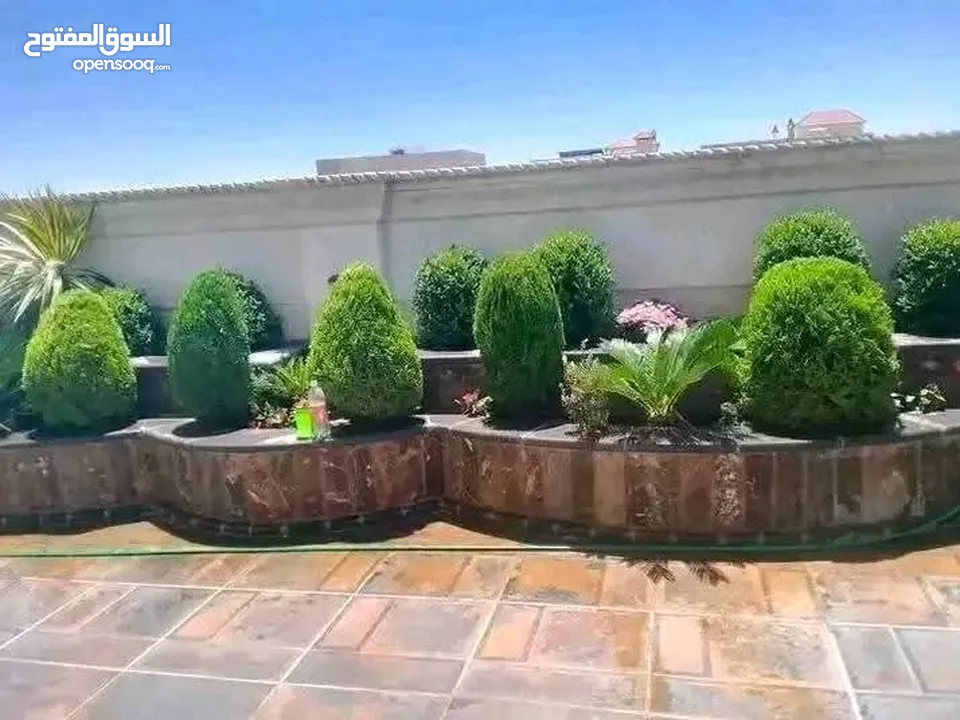 يتوفر جميع أنواع الاشجار  حمضيات لوزيات شجر زينه نسعد بخدمتكم