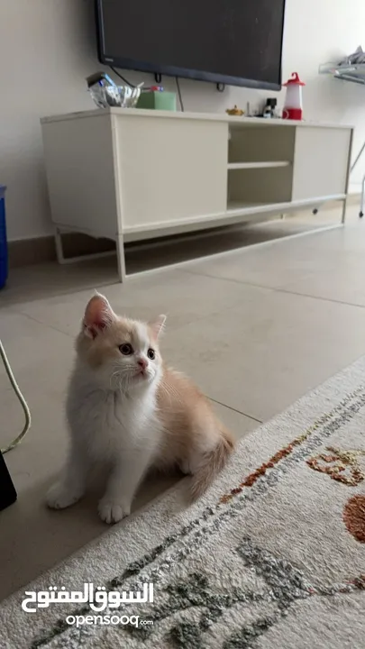 Scottish fold short hair male and female kittens 2 months old