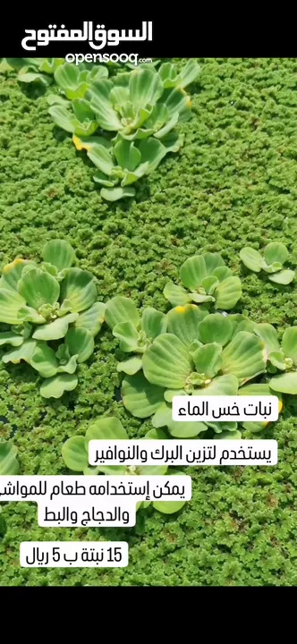 نبات الازولا   خس الماء  نبات زهرة النيل
