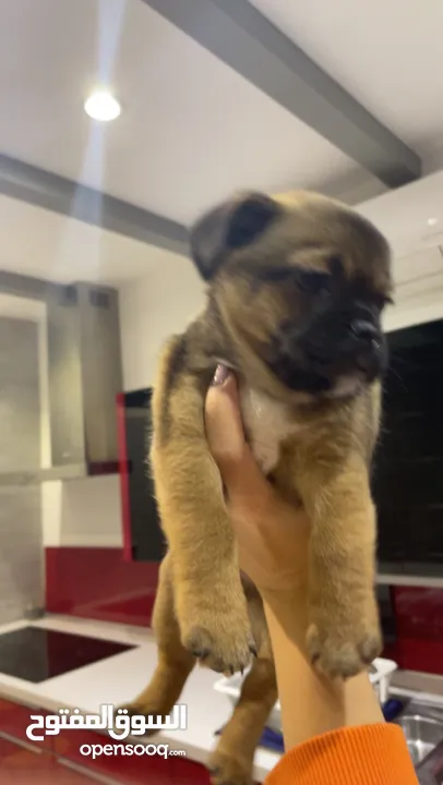 French terrier and black pug hybrid