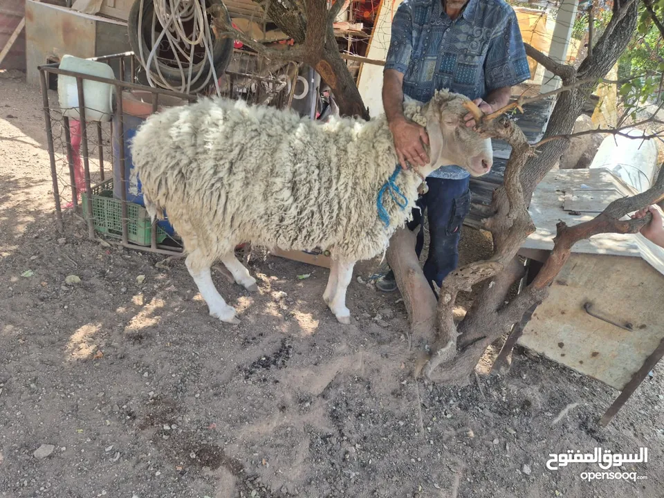 تيس غنم عساف للبيع شغال