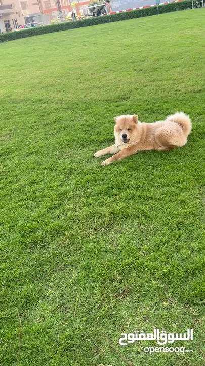 Male Chow chow 4months and half