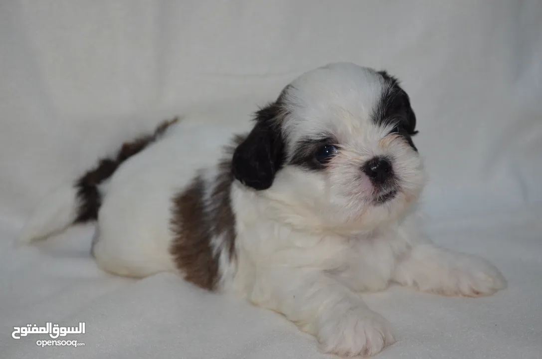 1 month old Shihtzu