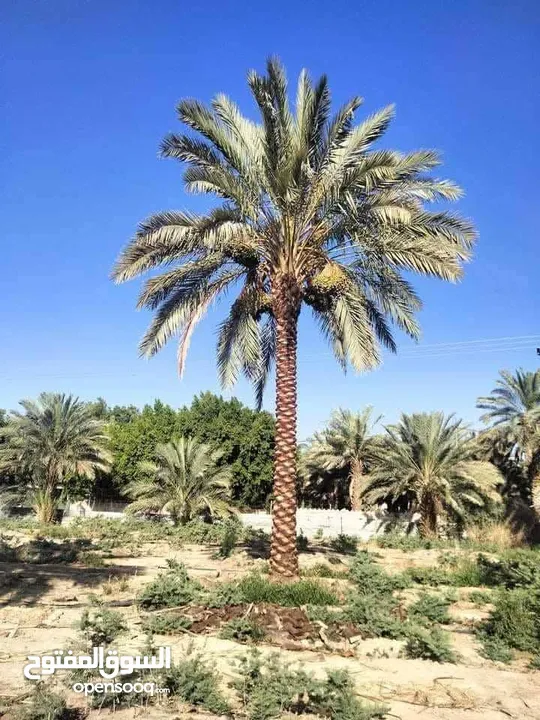 نخل مثمر جميع الارتفاعات