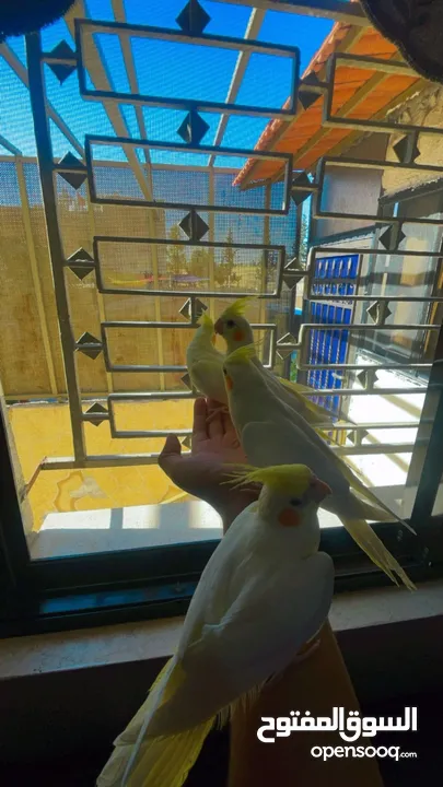 طير كوكتيل اليف جدا  زق يدوي ثوب جميل حبة جامبو العمر  عين حمرا 4شهور  لون مميز لاتينو بيعطي راس