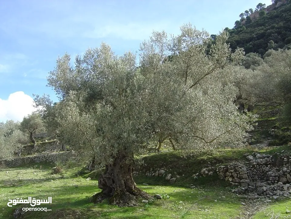 2دونم للبيع في كفرراعي (جنين)