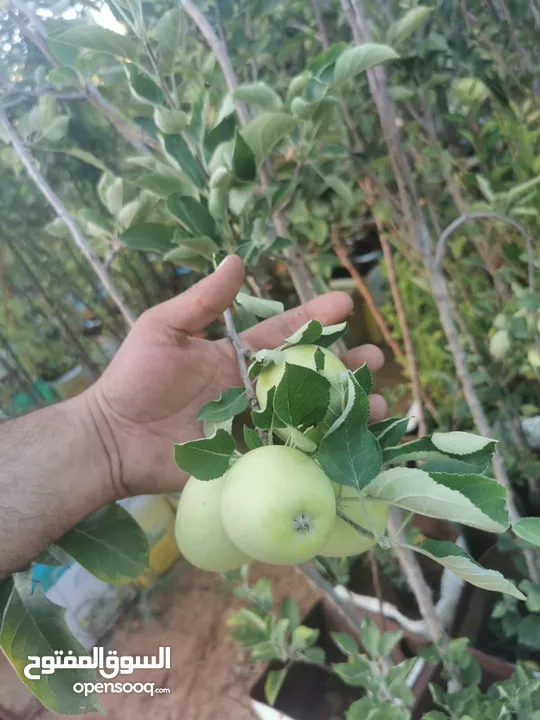 جميع أنواع أشجار الفواكة والحمضيات ( بلدي - مستورد )
