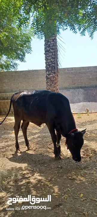 للبيع عجل نمساوي اصل ود 8 شهور ماقالع شي مد وشور ماشاءالله