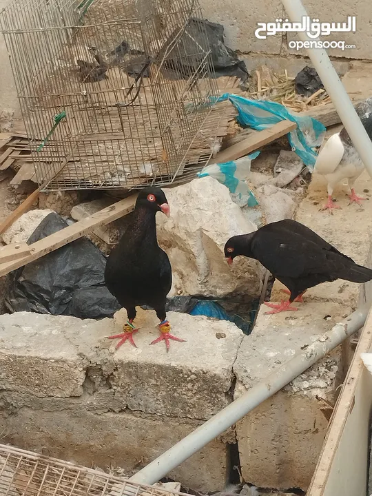 جوز سلفر مع فراخهم