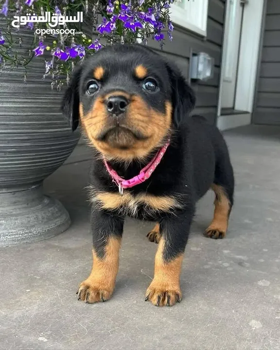 Rottweiler puppy for Adoption