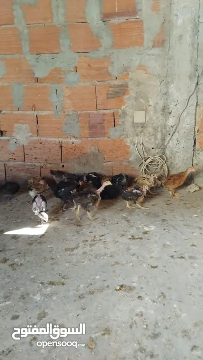 دجاج  فيومي وعربي وجيان