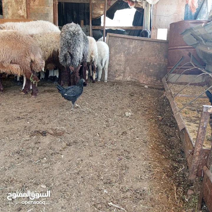 فراخ للبيع السلط