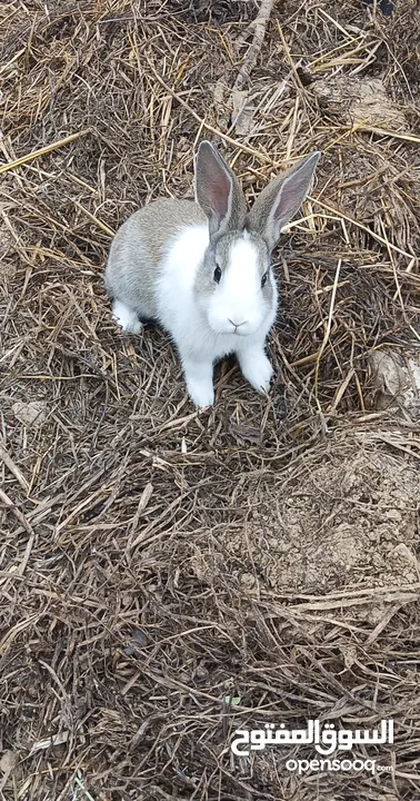 Baby rabbits for sale