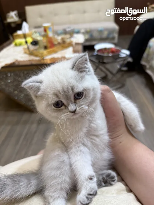 للبيع قطه بصلاه على النبي