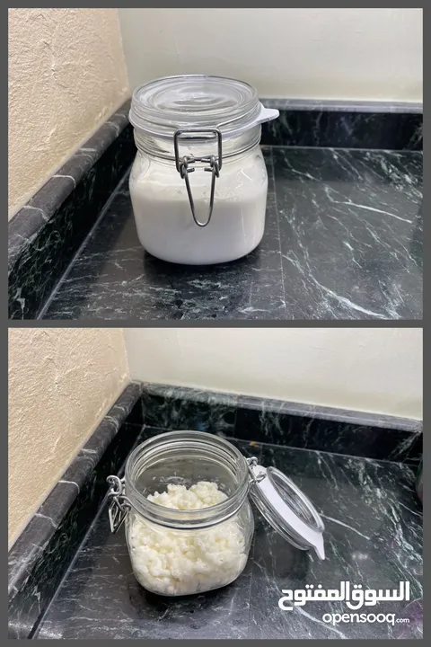 للبيع فطر هندي ( كفير )Kefir for sale