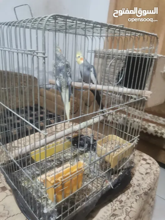 جوز كوكتيل شغالات