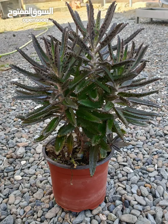 CHANDELIER PLANT FOR SALE