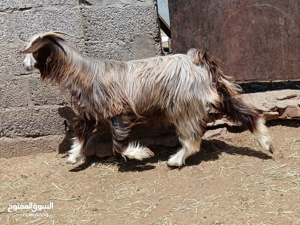 عنز صغير سن من حلال بني سعيد الله يبارك حلوه لذبح و التربيه