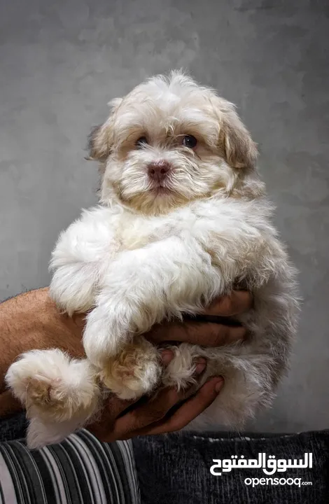 جراوي شيتزو - Shitzu puppies