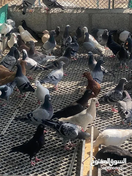 حمام زاجل pigeon