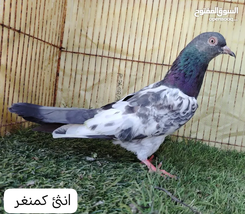 حمام بكستاني مطيار للبيع..