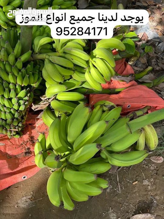 شتلات وجذور الموز