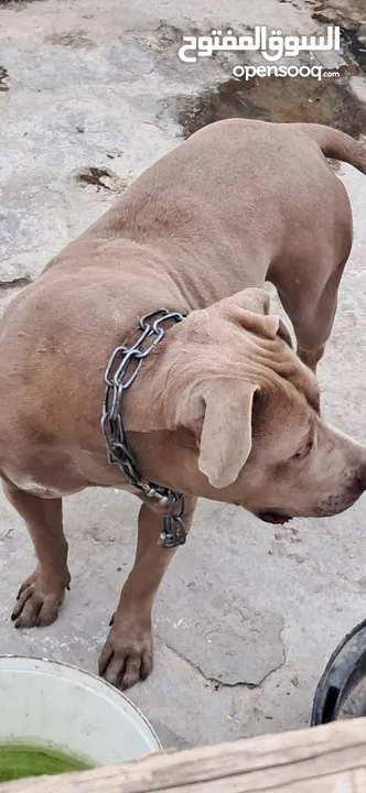 كلب بيتبول