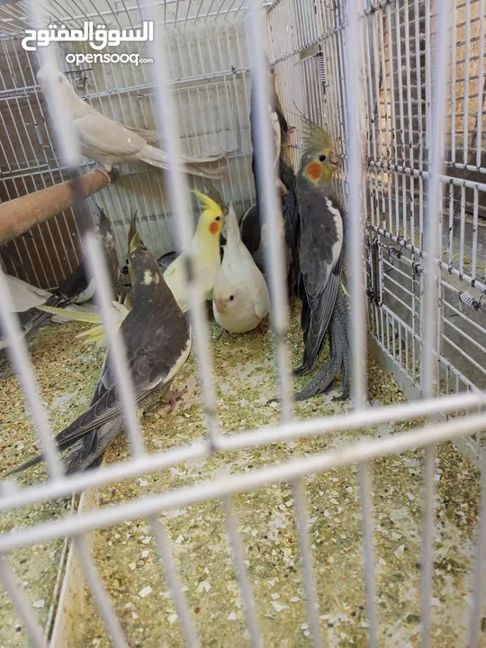 كوكتيل مشكل الوان وايت فيس وابيض   وحبشي صحة ما شاء الله تبارك الله  2 ابيض 3 وايت فيس 7 حبشي
