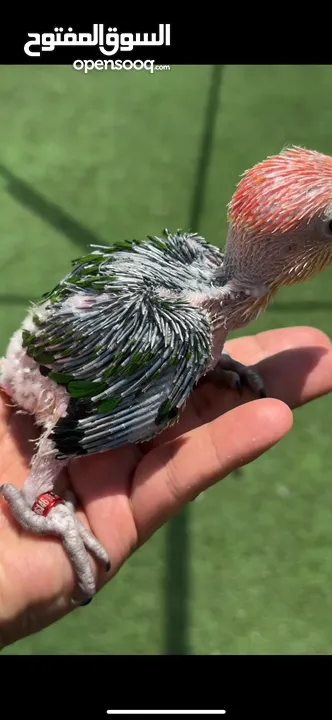 فرخ وايت بيلي كايك baby white bellied caique