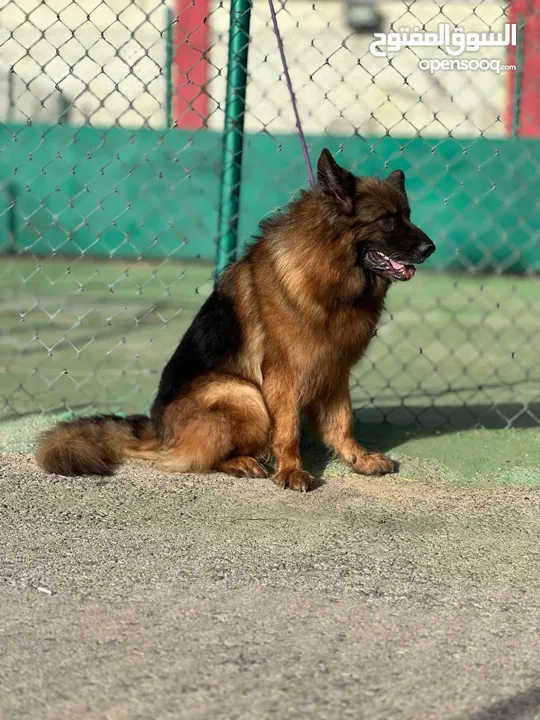 German shepherd